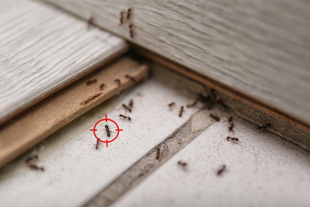 Best Flea Control Services  in Hoquiam, WA
